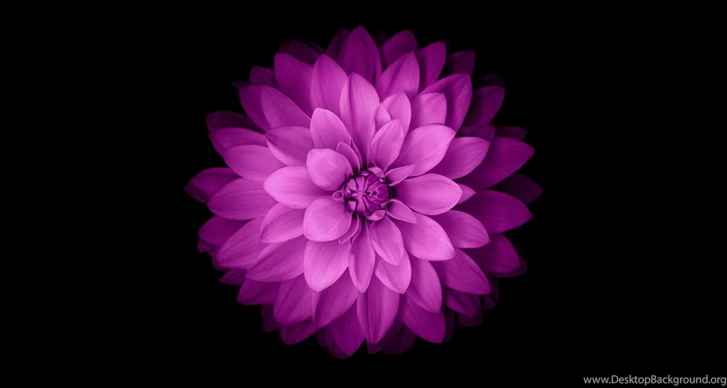 Purple Flower Wallpapers Iphone 6