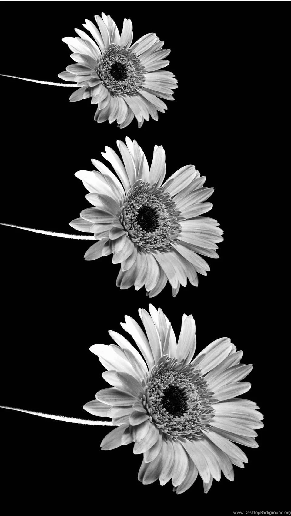 IPHONE 6 WALLPAPER WF1115