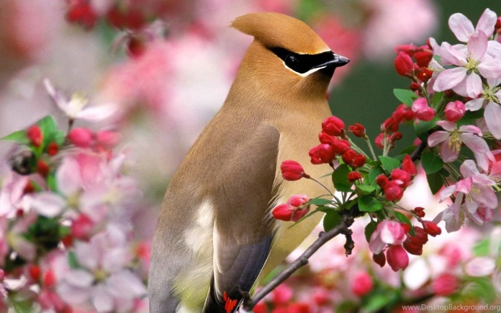 Cute And Sweet Wallpapers