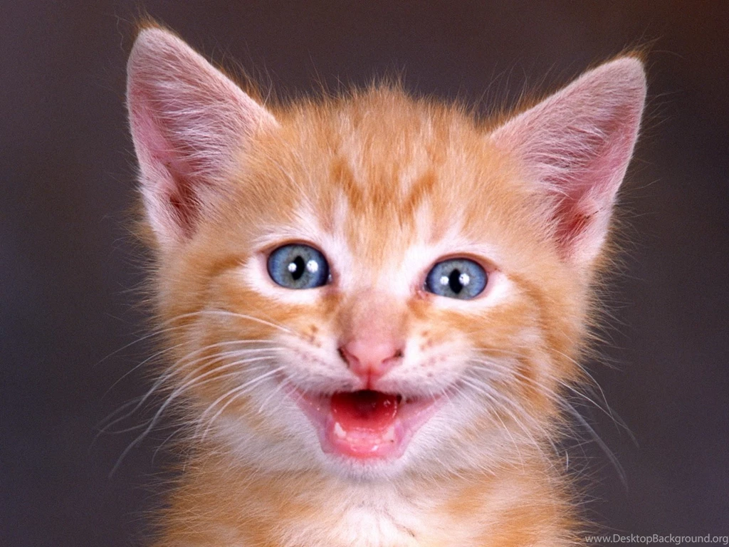 Animals Beautiful Sweet Great Funny Cute Cat Backgrounds Free ...