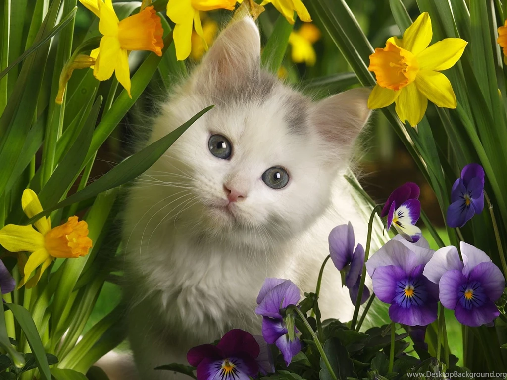 Sweet And Cute High Quality Resolution Wallpapers : Other ...