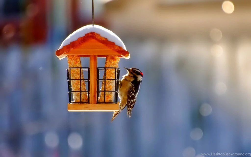 Winter Nature Wallpapers Hd Tag