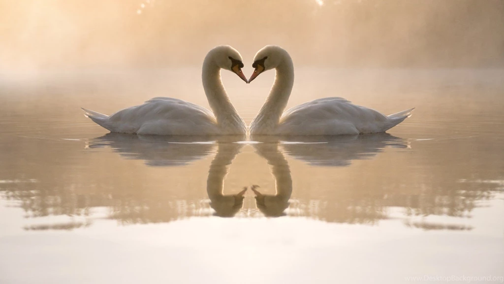 Animal, Wallpapers, Amazing, Widescreen, Papers (