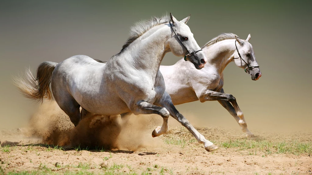 Amazing Widescreen Animal Wallpapers Wallpapers HD Wallpapers 88277