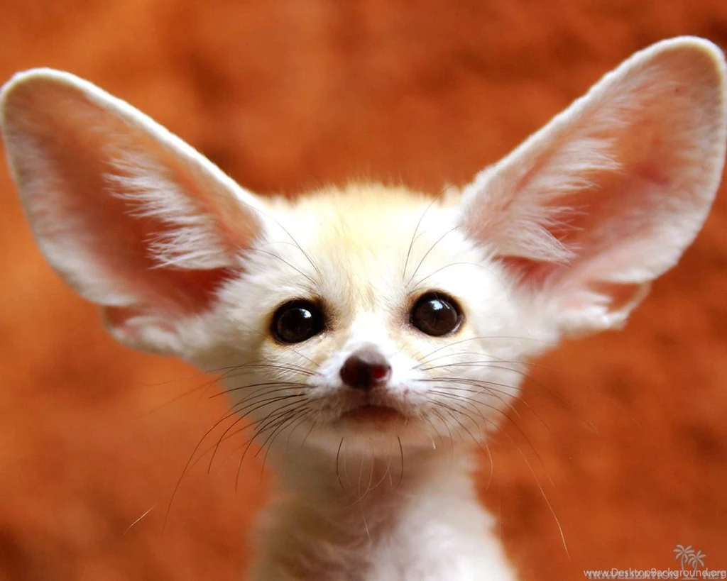Wallpapers Wild Animal Amazing Life Of Travelization 1280x1024 ...