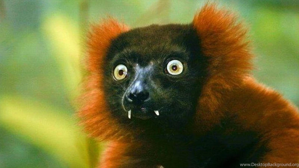 AMAZING ANIMAL WALLPAPER   (