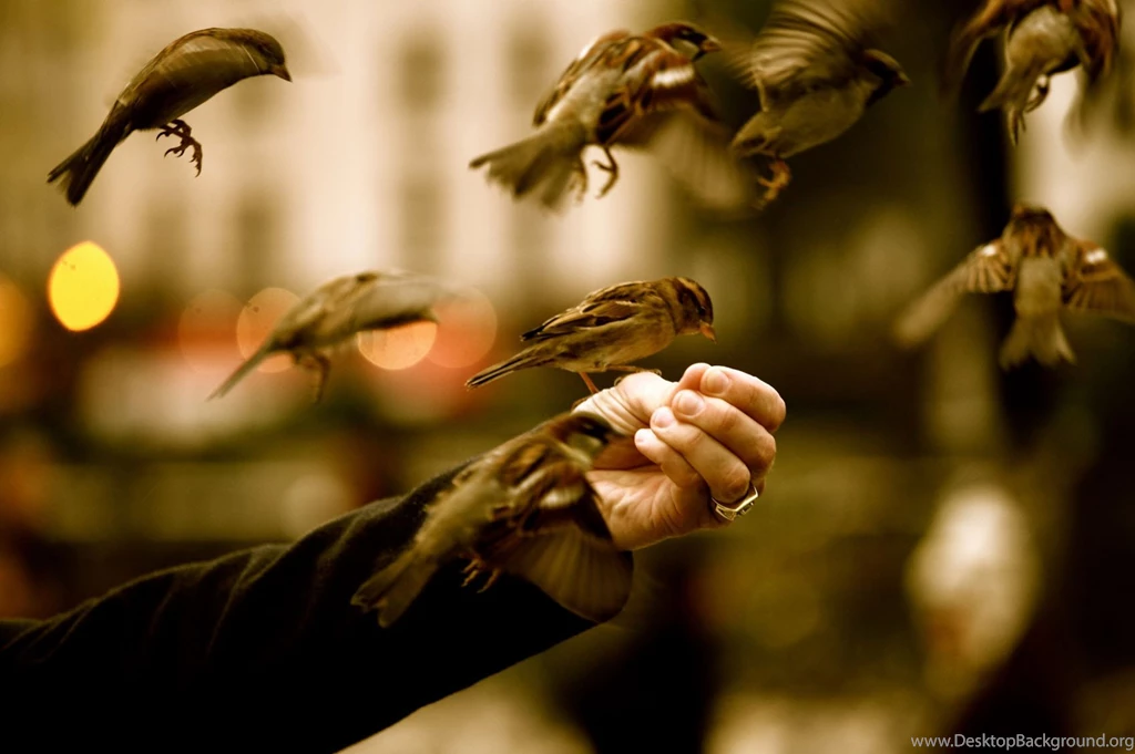 Cute Animal Wallpapers, Puffy, Pet Images, Best Friends, High ...