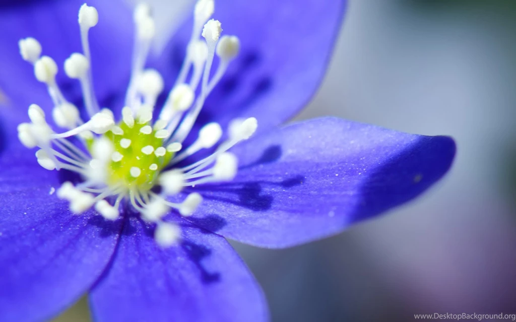 Computer Backgrounds Flowers HD Wallpapers Desktop Wallpapers ...