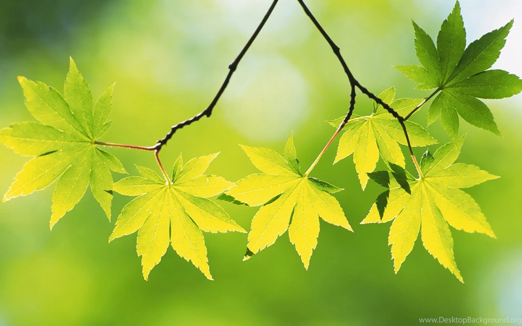 Green Maple Leaf Theme Wallpapers, HD Wallpapers Downloads