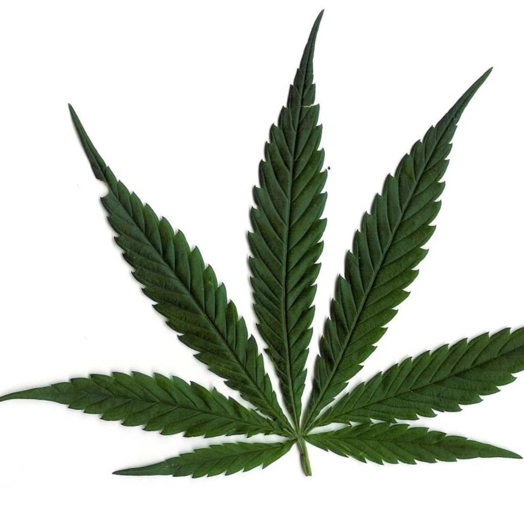 Cool Pot Leafs Danasrga.top