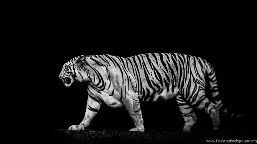 Black And White Tiger Wallpaper Images : Animal Wallpapers Kokean.com