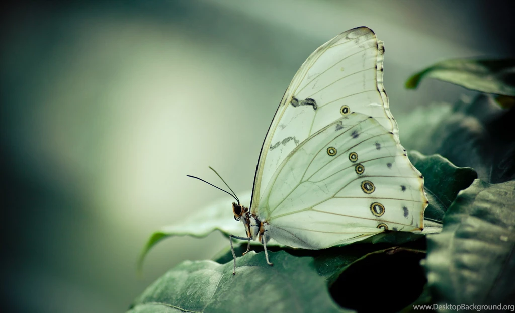 Butterfly HD Wallpapers And Backgrounds