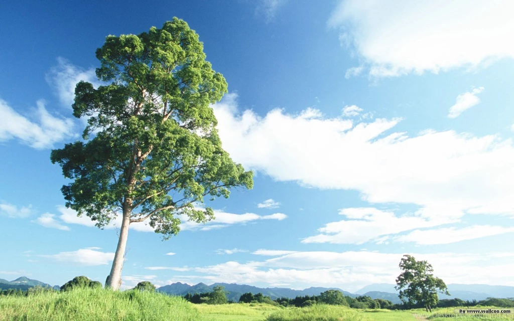 Feeling The Nature Outdoor Relaxation Wallpapers 1440x900 NO.32 ...