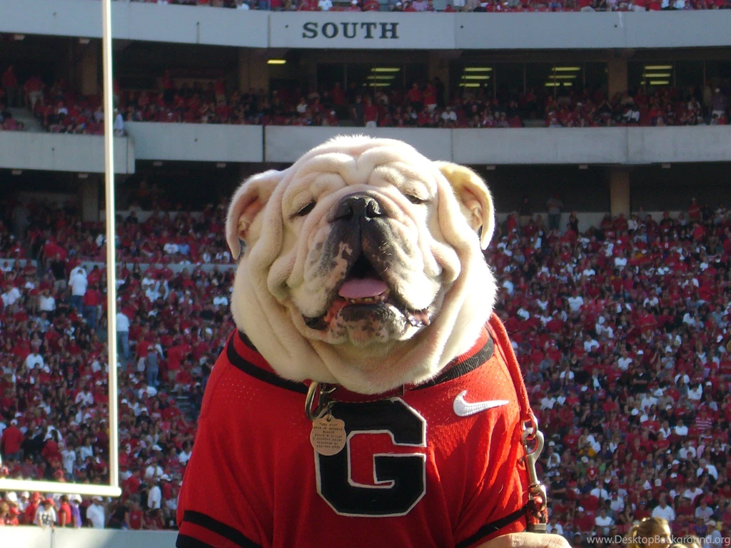 Show Your Bulldog Page 2 The Hull Truth Boating And Fishing ...