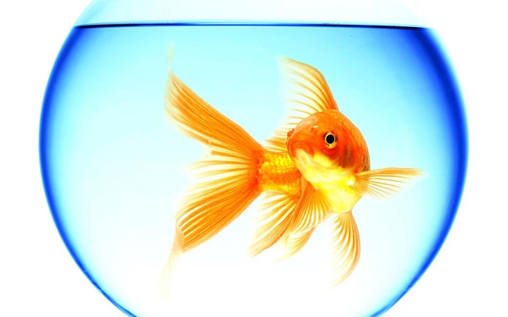 Goldfish Wallpapers 22 – HD Wallpaper, Wallpapers Pics The Best ...
