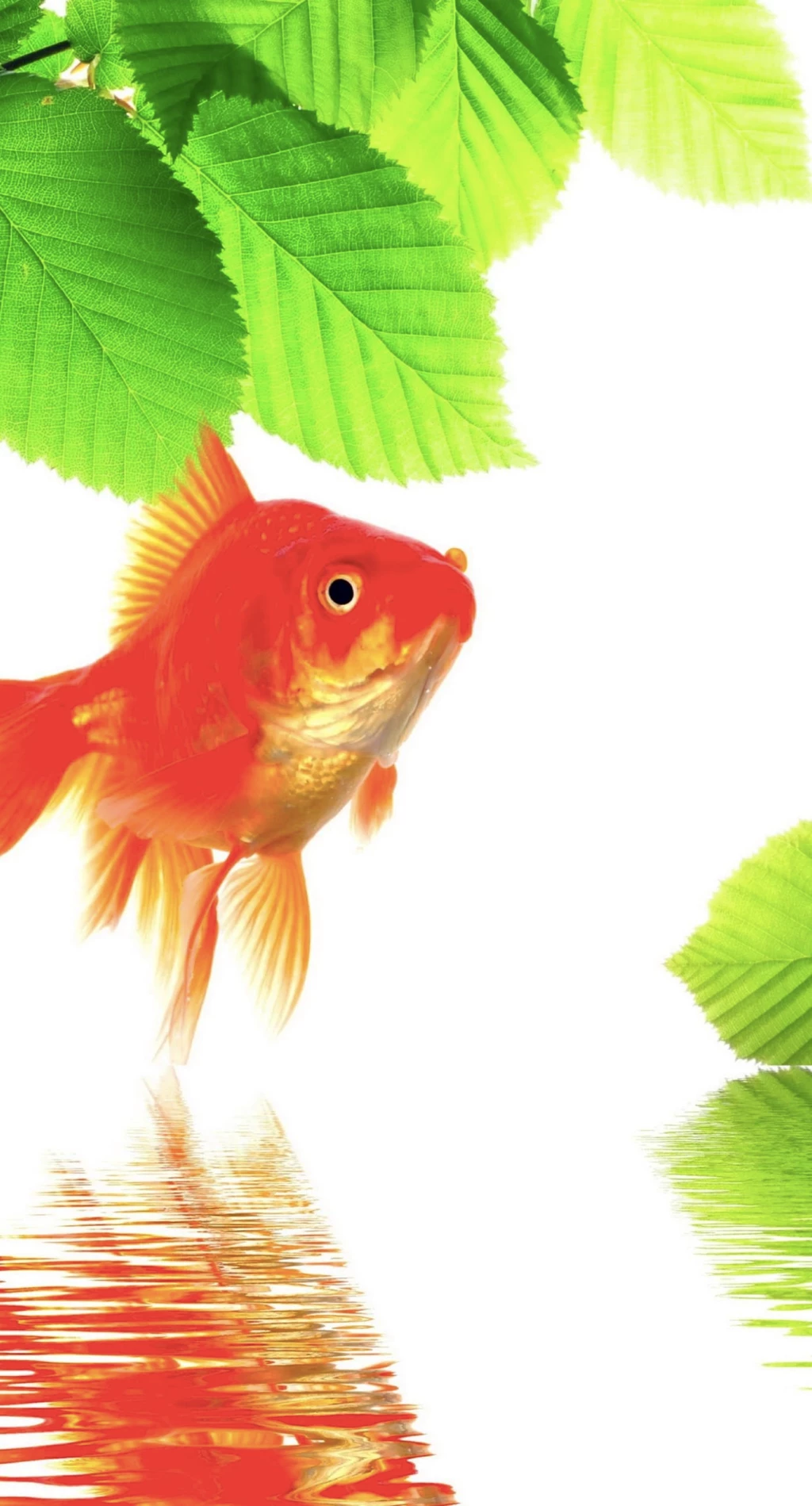 Goldfish Green Red