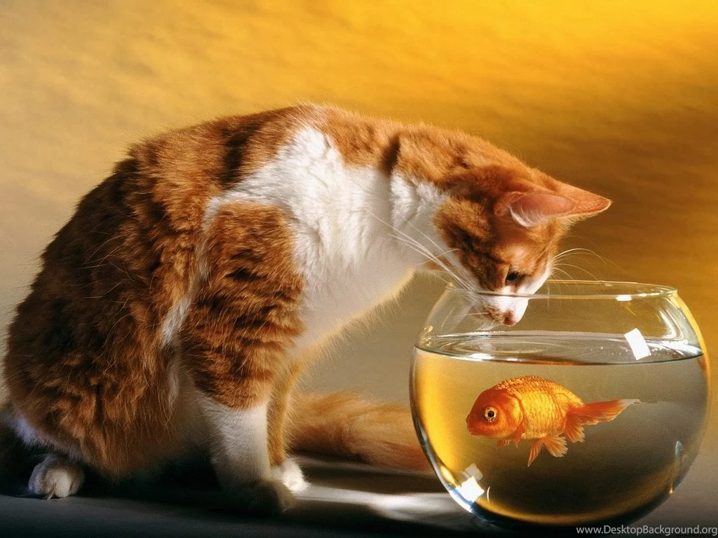 Gold Fish HD Wallpapers