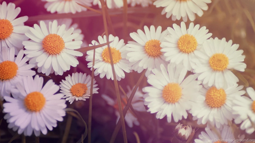 Vintage Flower Mobile Wallpapers : Cute Nature Wallpapers ...