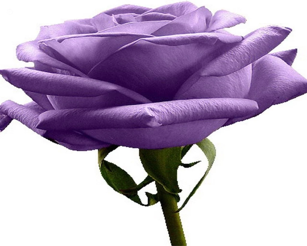 Purple Flower White Backgrounds   Wallpapers Cave