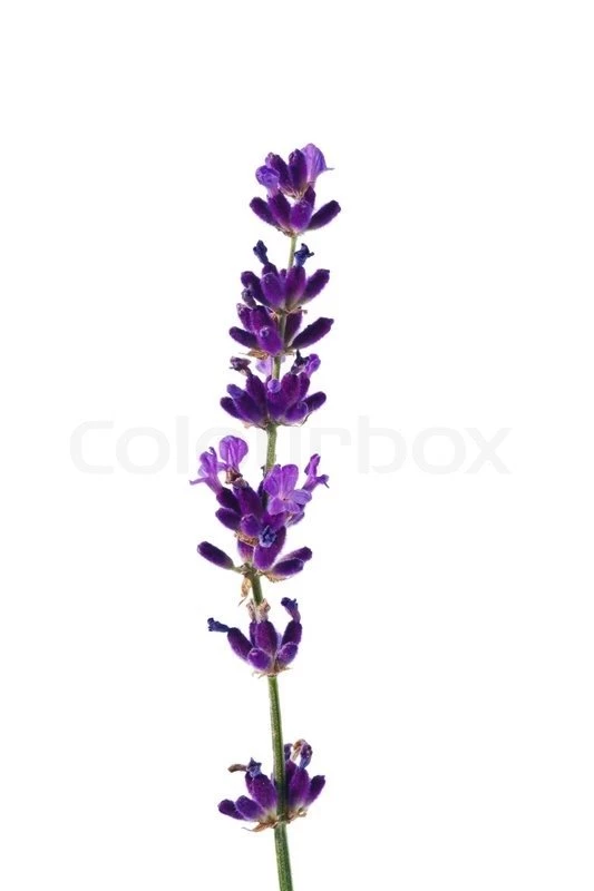 Lavender Flowers Isolated Against A White Backgrounds Purple Summer ...
