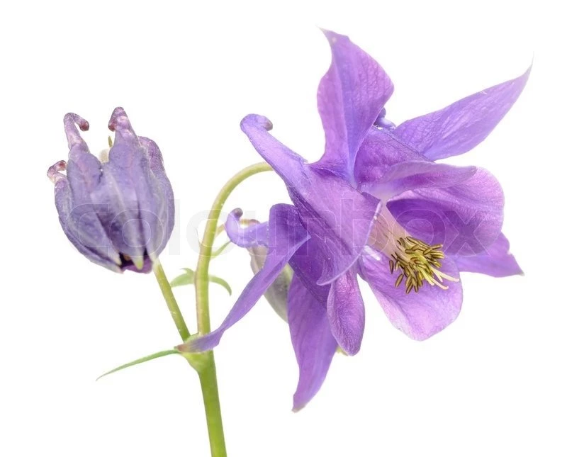Beautiful Purple Aquilegia (Columbine) Flower On White Backgrounds ...
