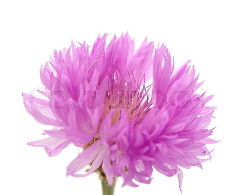 Purple Flowers On A White Backgrounds
