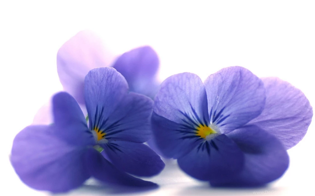 Download Wallpapers 3840x2400 Blue Viola, Flowers, Petals, Close up ...