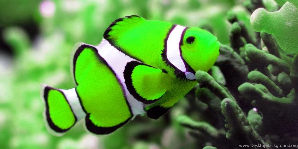 Colorful Fishes Live Wallpapers   Android Apps On Google Play
