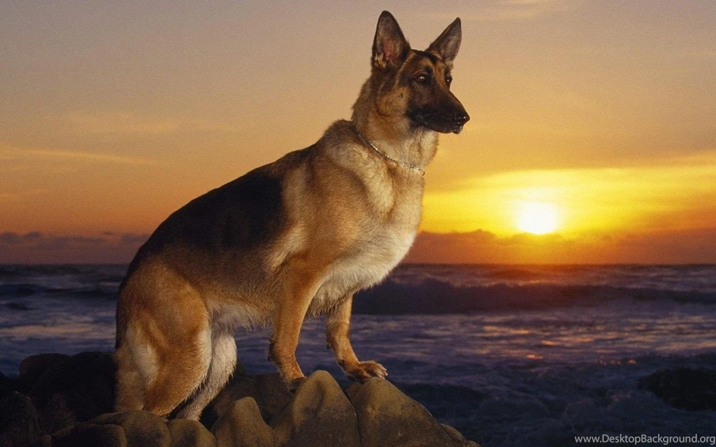 Ocean Animals Dogs German Shepherd Realistic Wallpapers