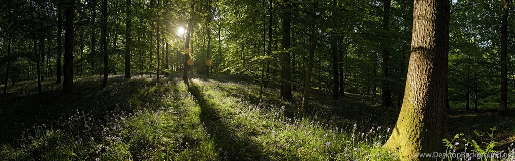 Windows 8 Official Panoramic Wallpaper, Waves, Forests, Majestic ...