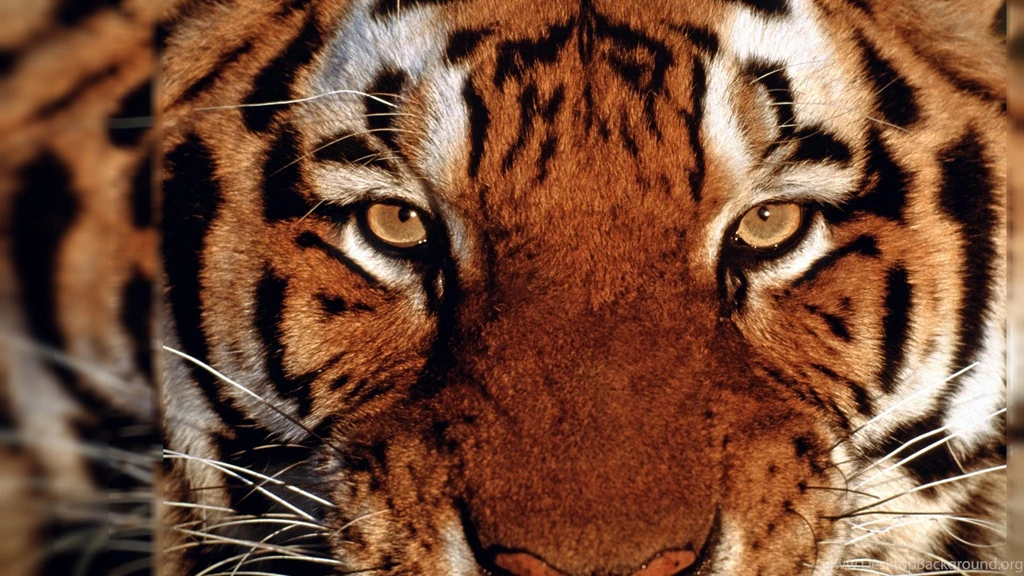 Wallpapers Angry Lion White Pin Tiger Jump The Water On Pinterest ...