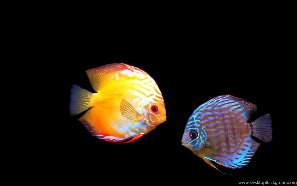 Wallpapers, Screensavers, Virtual, Windows, Screensaver, Screen ...