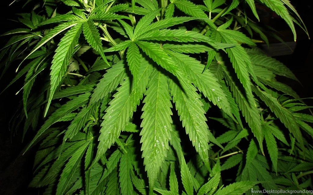 Weed Plant Wallpapers