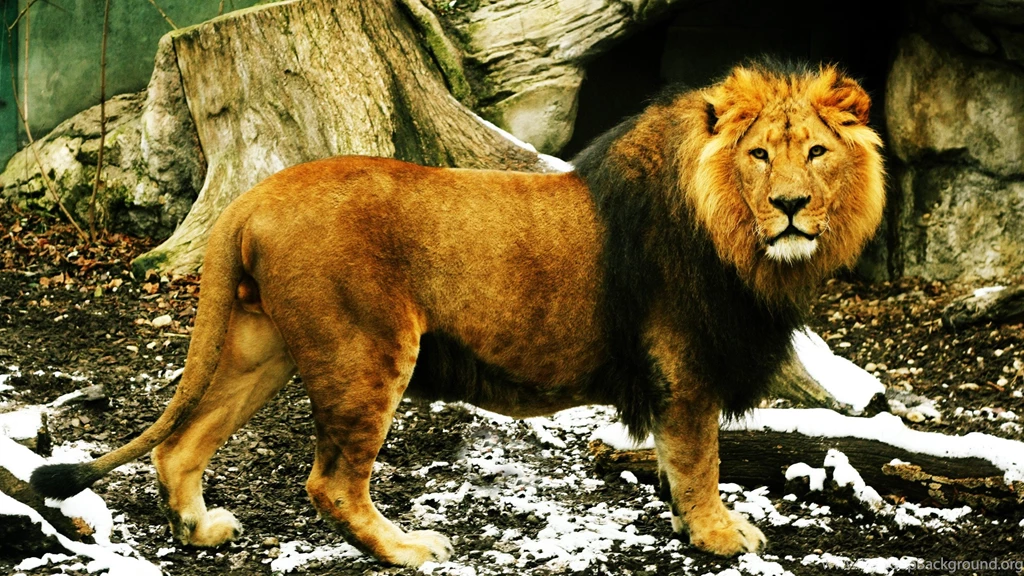 Download Animals Lions Wallpapers 2560x1440