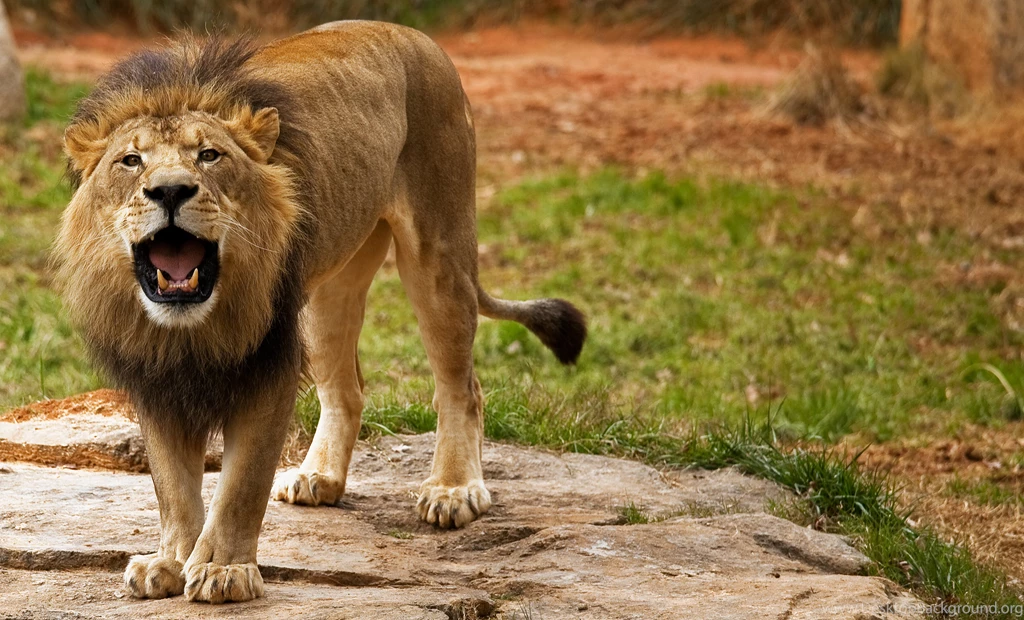 Angry Lion Wallpapers
