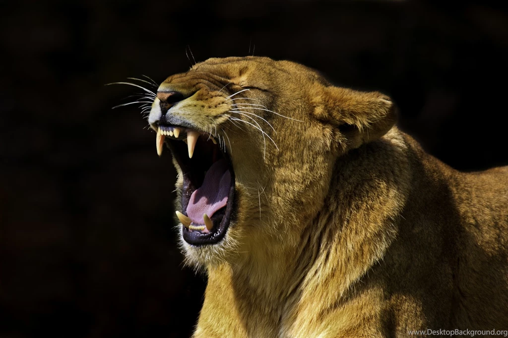 Very Angry Lion Teeth Free Hd Wallpapers