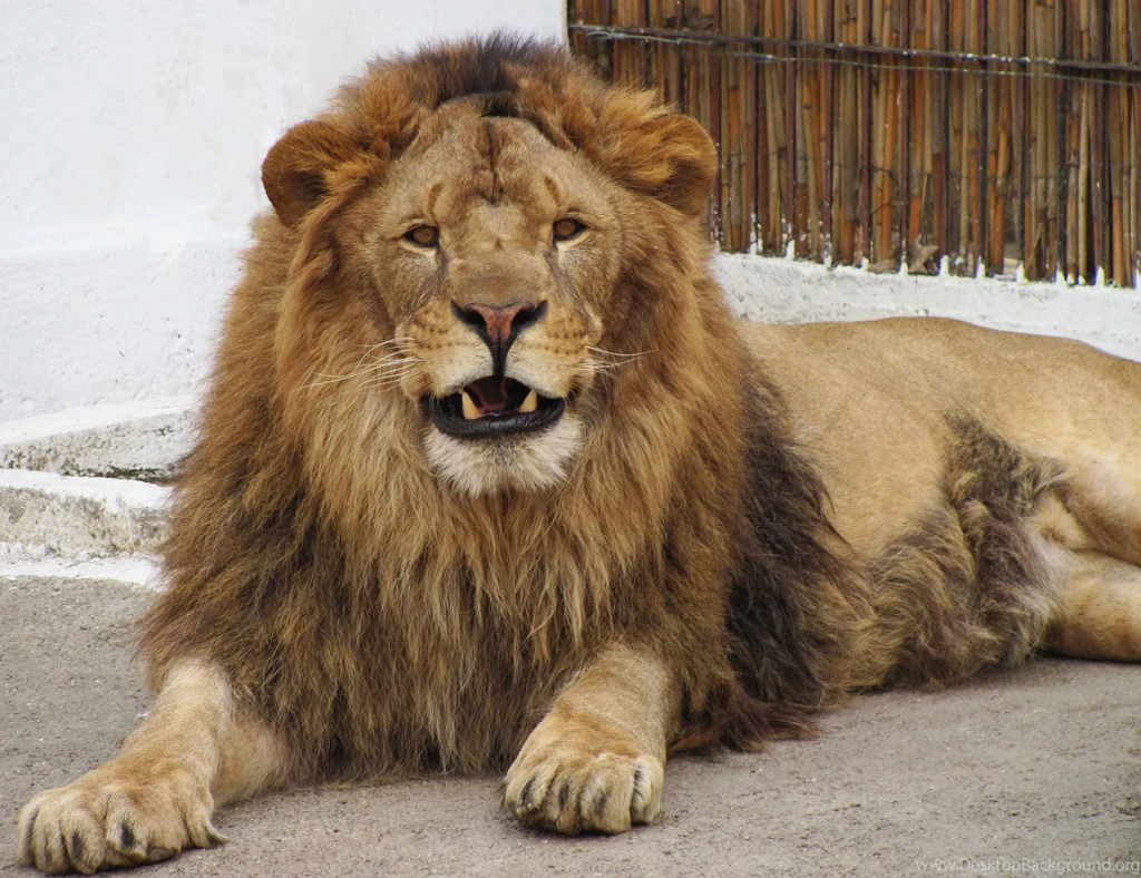 Roaring lion photo