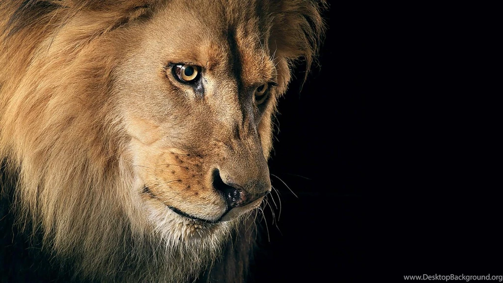 wallpapers angry lion sad hd p 1920x1080 desktop background