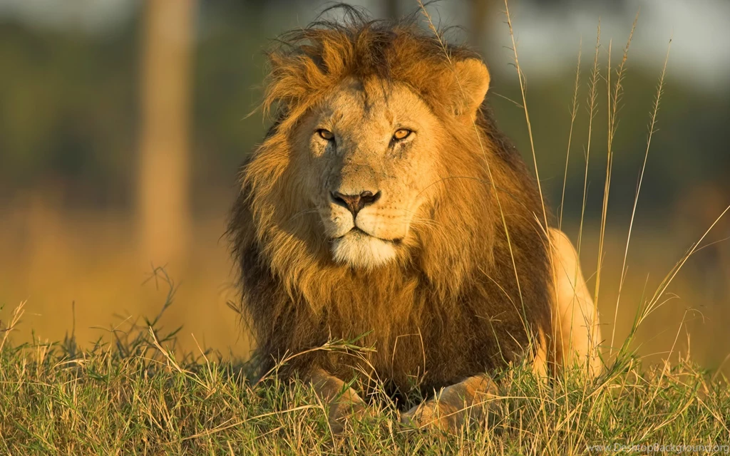 Lion In Jungle HD Wallpapers