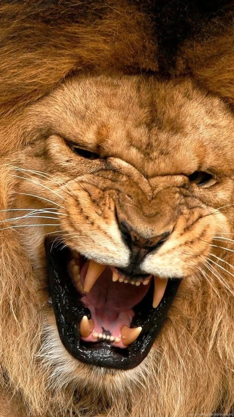 Download Wallpapers 750x1334 Lion, Lioness, Mane, Teeth, Anger ...