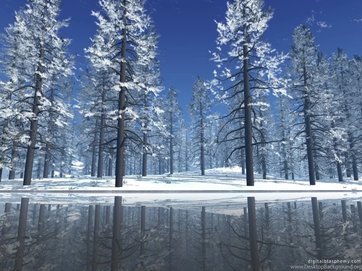 Snowy Winter Trees Forest 1600x1200 Wallpapers High Quality ...