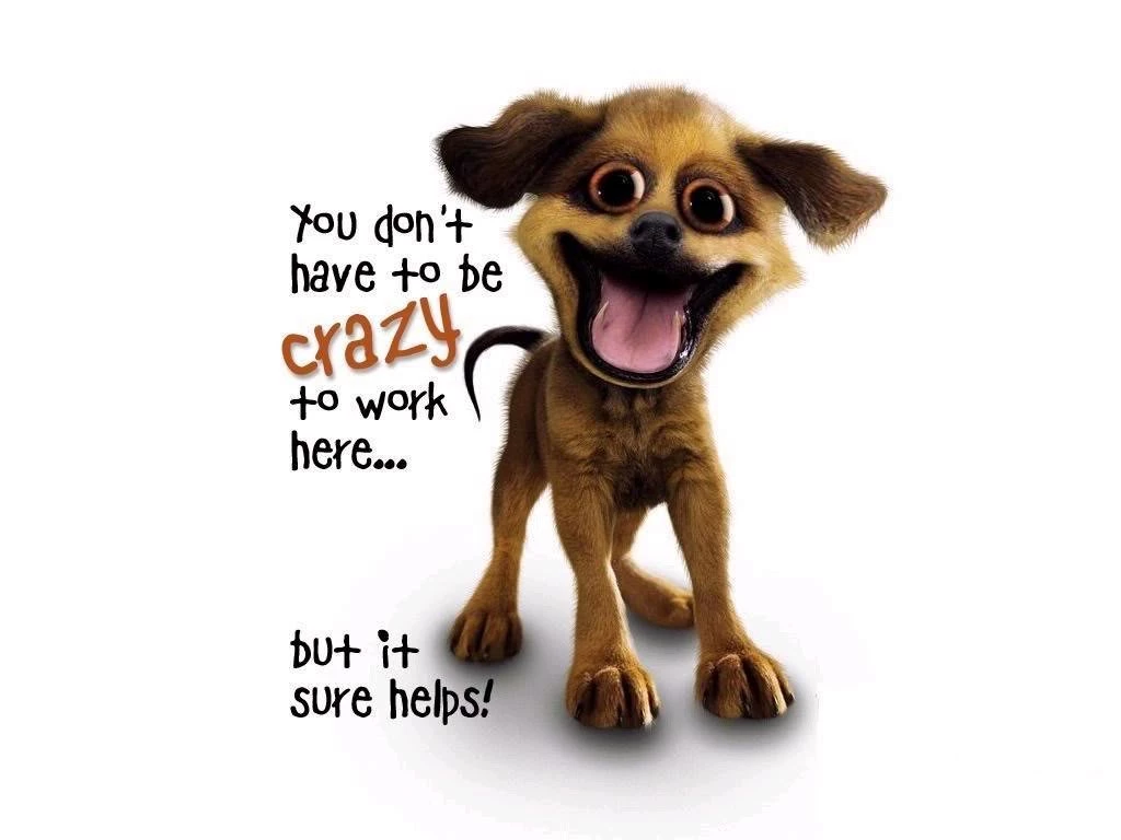 Picture Funny Sayings Crazy Dog Wallpapers