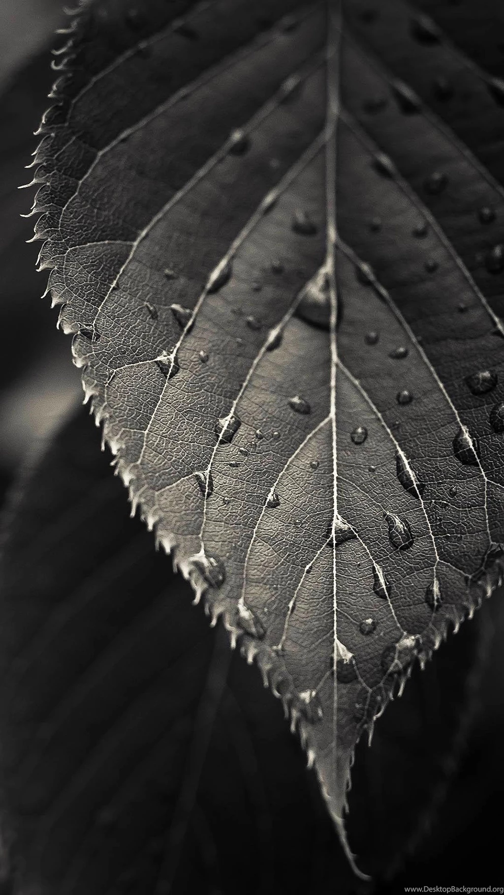 Black And White Closeup Leaf Dew Drops Android Wallpapers Free Download