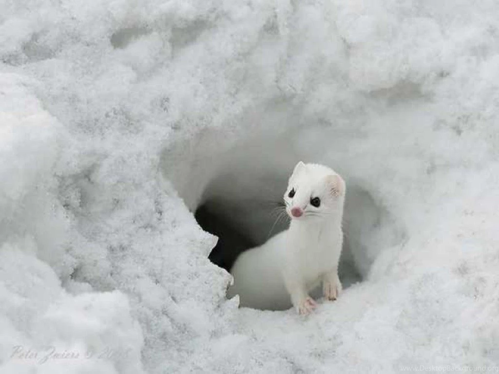 Cute Animals Wallpapers, Wallpaper, Cute Animals Wallpapers Hd ...