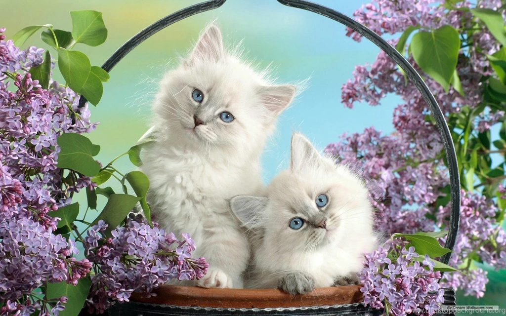 Cute Animal Wallpapers Download