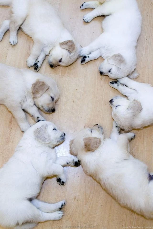 Cute Animals Wallpapers With Quotes