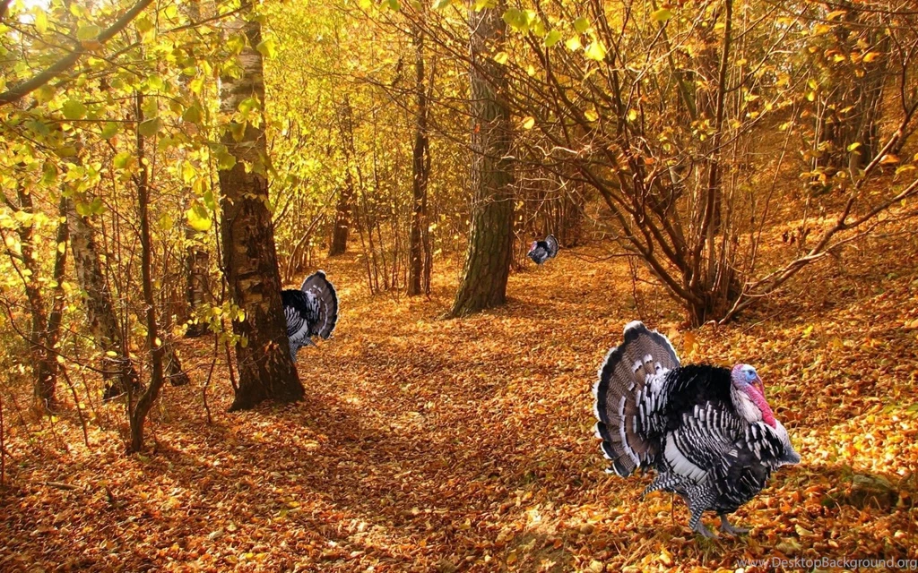 Thanksgiving HD Wallpapers Wallpapers Cave
