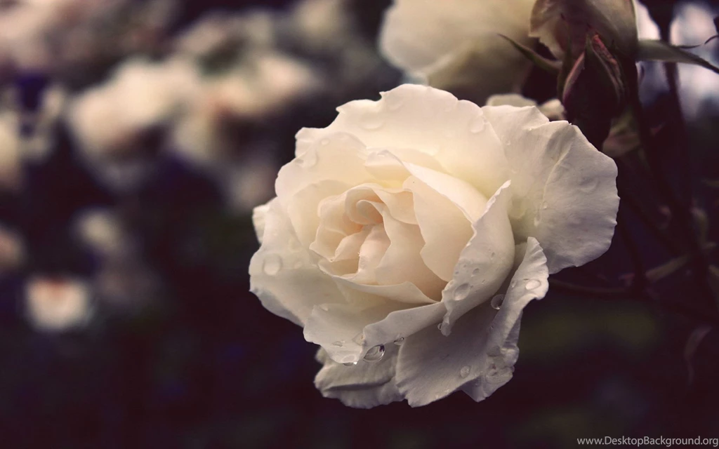 21 Desktop Wallpapers 1060 :: Elegant Desktop Wallpapers