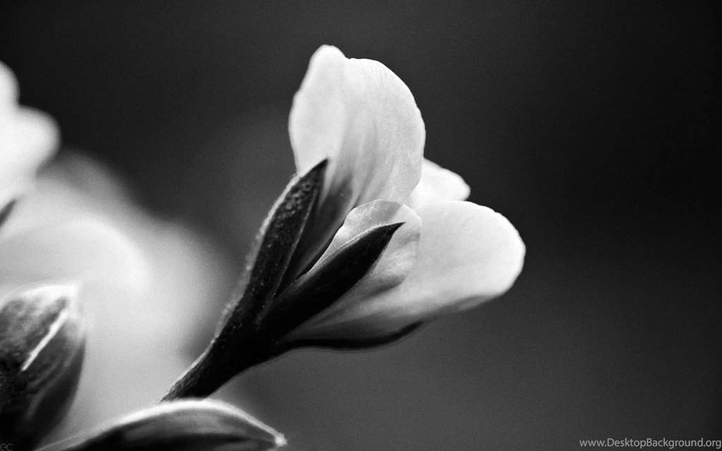 4 Elegant Wallpapers Full Screen High Resolution Desktop Backgrounds ...