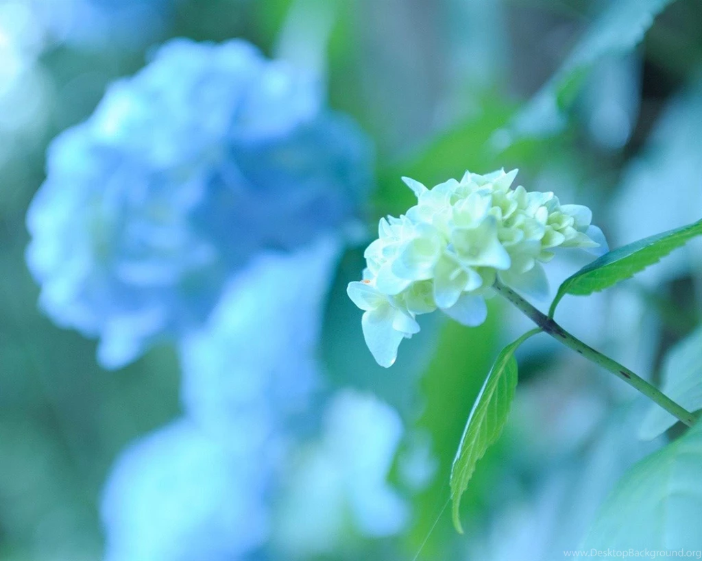 RePin Image: Hd Wallpapers Of Elegant Rose On Pinterest